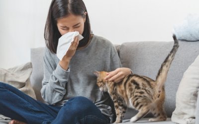 Allergie, scoperto modo per rendere ipoallergenici i gatti