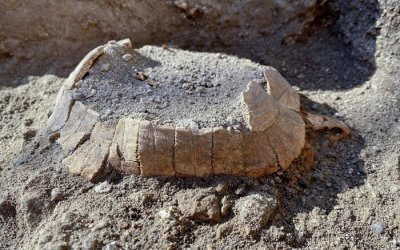 Pompei non smette di affascinare, Ritrovata una tartaruga col suo uovo