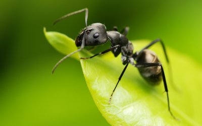 Ricercatori addestrano formiche per fiutare cellule tumorali