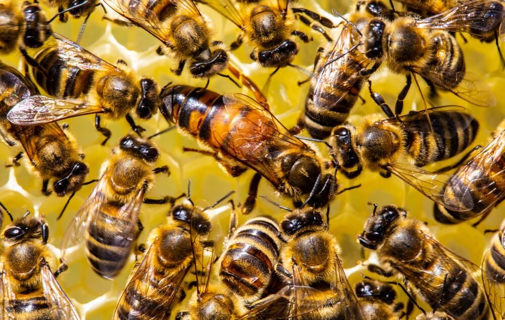 gruppo di api in alveare