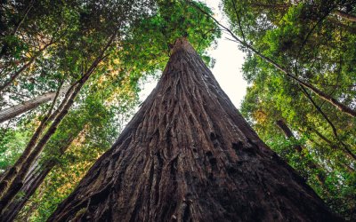 Hyperion, sequoia di 115 metri, è l’albero più alto al mondo