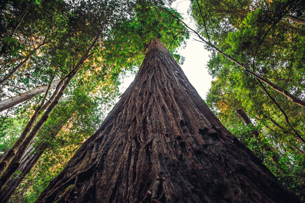 hyperion l'albero più alto al mondo sequoia