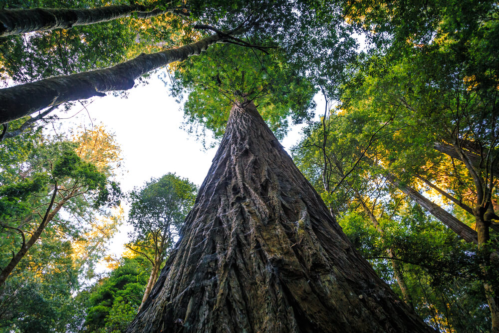 hyperion l'albero più alto al mondo sequoia