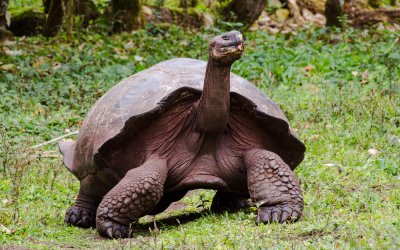 Jonathan, tartaruga di 191 anni, è l’animale più vecchio al mondo.