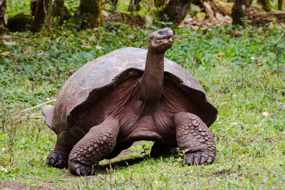 tartaruga gigante in natura