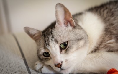 Anche i gatti manifestano sentimenti simili al lutto