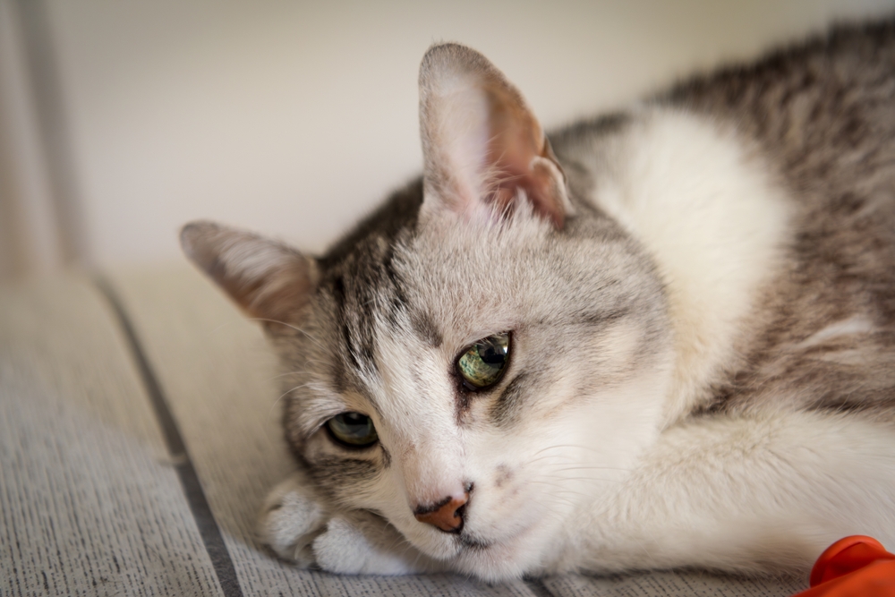 gatto bianco e beige triste sul divano