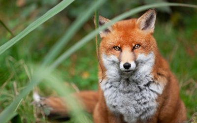 La biodiversità sta cambiando. A Firenze avvistati lupi, volpi e puzzole