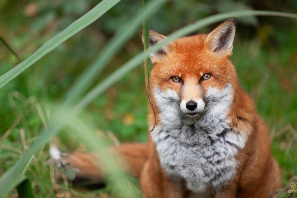 La biodiversità sta cambiando. A Firenze avvistati lupi, volpi e puzzole