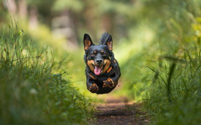 Quanto vive un cane? Ecco le razze più longeve