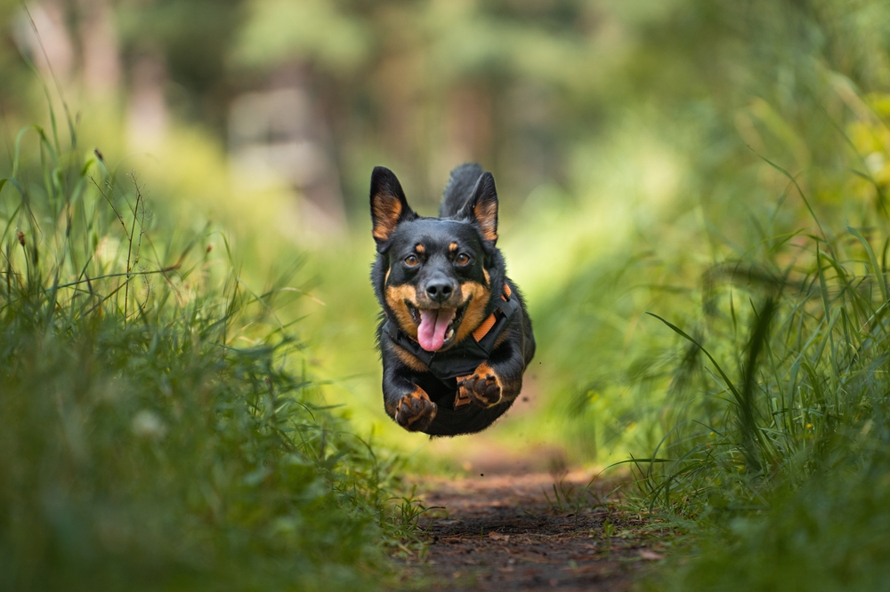 cane lancashire heeler