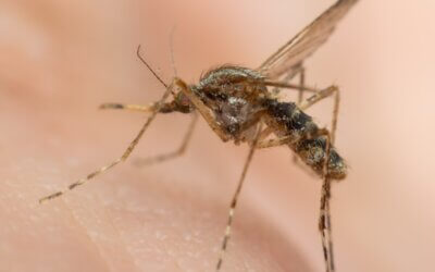 Zanzare e virus West Nile: cosa dobbiamo davvero temere?