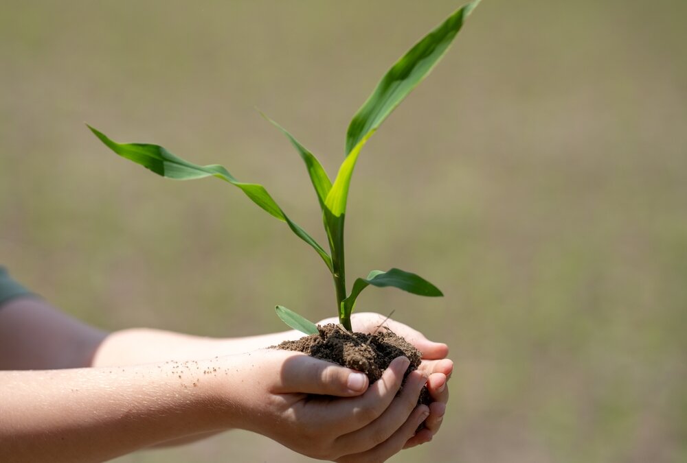 Il sussurro delle piante: scoperte le onde sonore dell’ansia verde