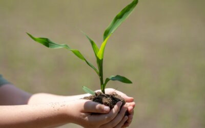Il sussurro delle piante: scoperte le onde sonore dell’ansia verde