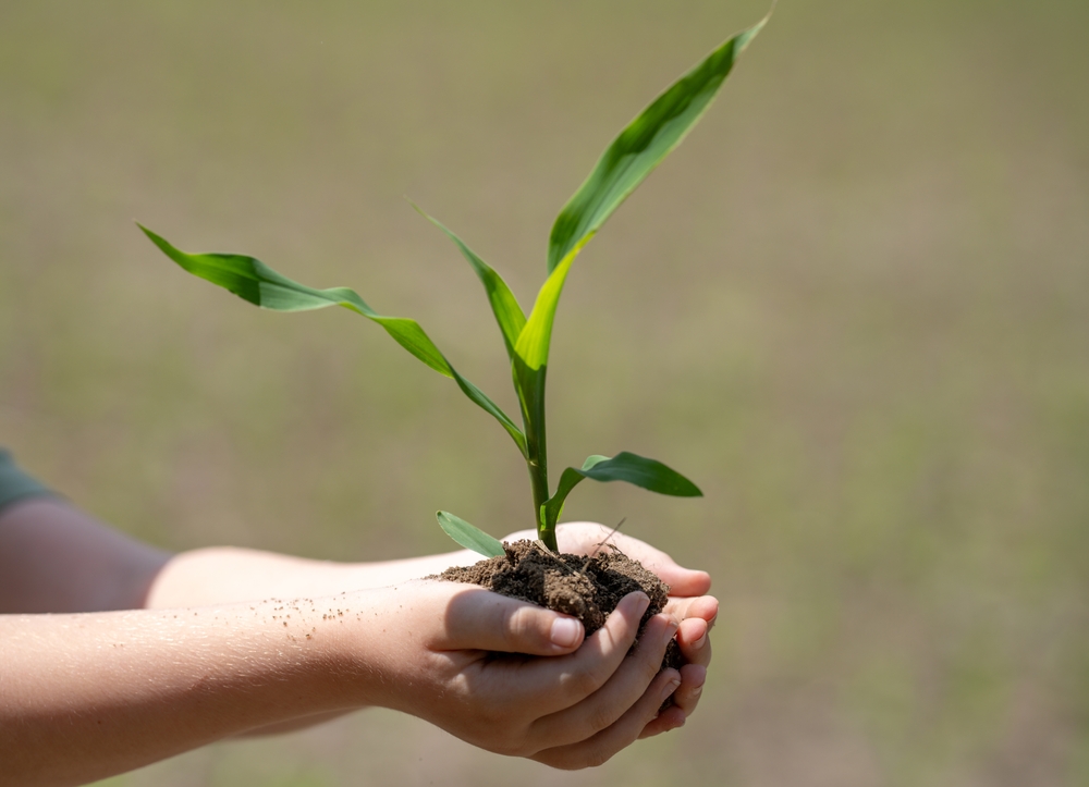Mani di bambini reggono terriccio con pianta piantata