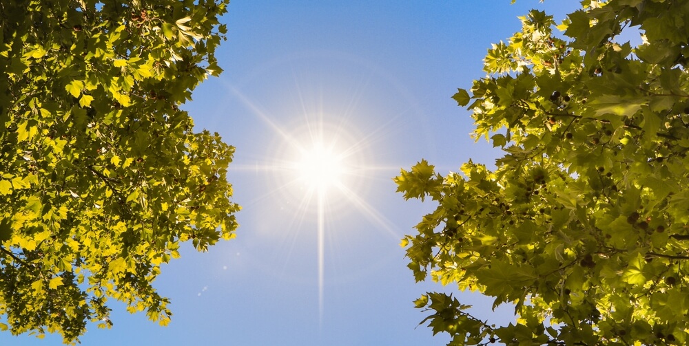 Sole che filtra dai rami degli alberi