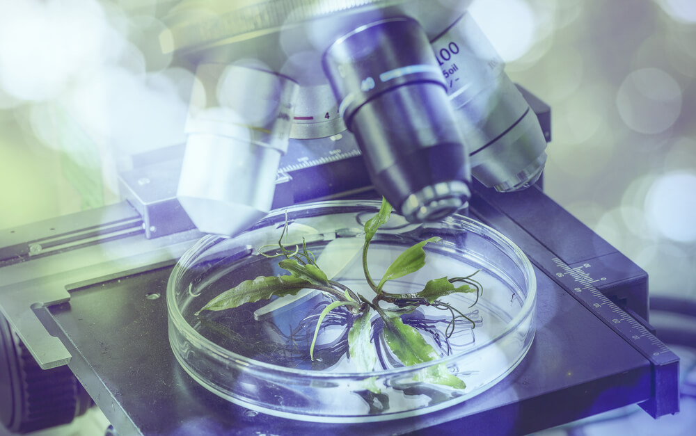 Science,,Chemistry,,Biology,And,People,Concept,-,Close,Up,Of Specie botanica al microscopio in laboratorio analisi