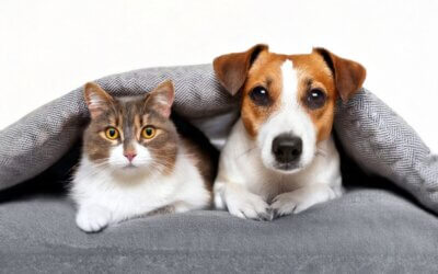 Diabete, obesità e tumori: perché aumentano anche negli animali