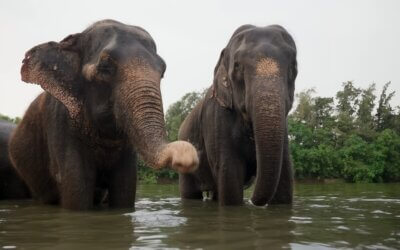 Anche gli animali si ubriacano. Soprattutto gli elefanti
