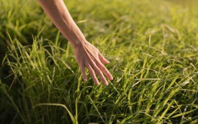 Rachel Carson, la pioniera dell’ambientalismo moderno