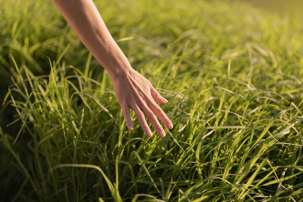 Una mano sfiora l'erba verde