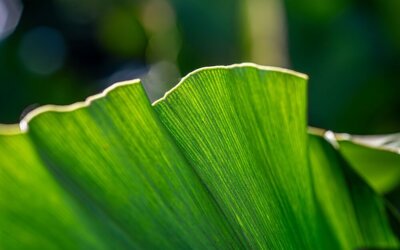 Sostenibilità e green economy, sei podcast da ascoltare subito