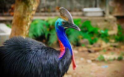 Il casuario, l’uccello più pericoloso del mondo: ecco perché può uccidere