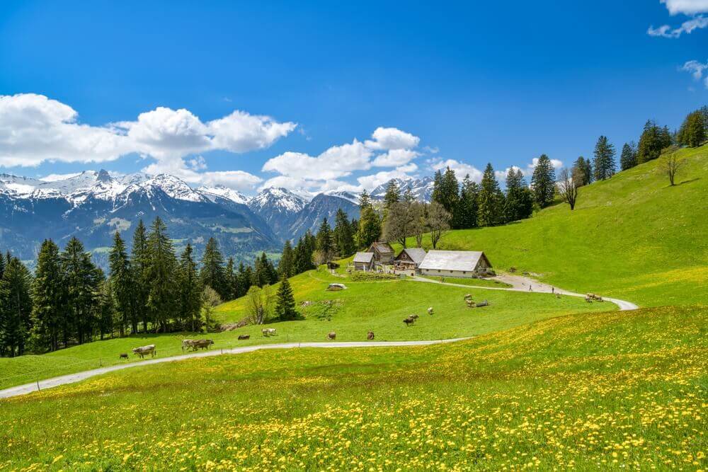 shutterstock_2704605407 pascolo in montagna in svizzera oggetto di studio dell'economista premio nobel elinor ostrom beni comuni