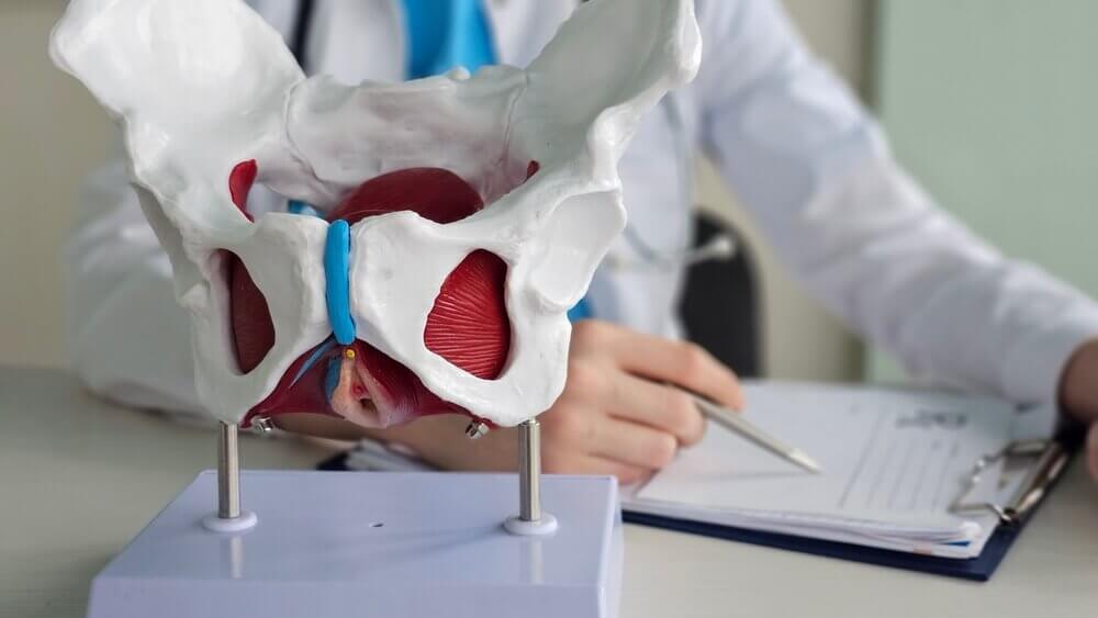 dottore con modello del pavimento pelvico per rappresentare master riabilitazione del pavimento pelvico