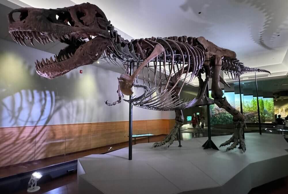 Sue, la storia del t-rex meglio conservato mai ritrovato