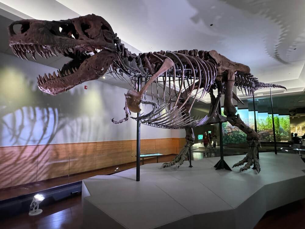 shutterstock_2599435181 scheletro del t-rex sue